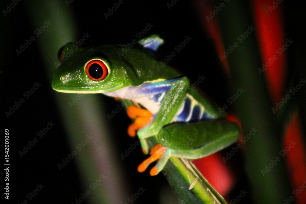 Fototapeta premium Close-up of a red-eyed tree frog in its natural habitat