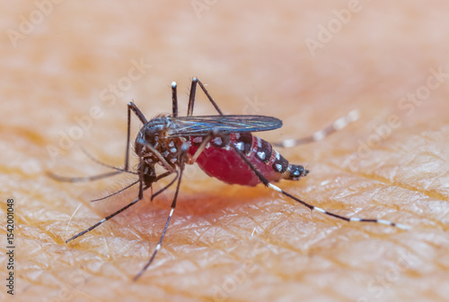 Aedes aegypti or yellow fever mosquito sucking blood on skin,Macro close up show markings on its legs and a marking in the form of a lyre on the upper surface of its thorax