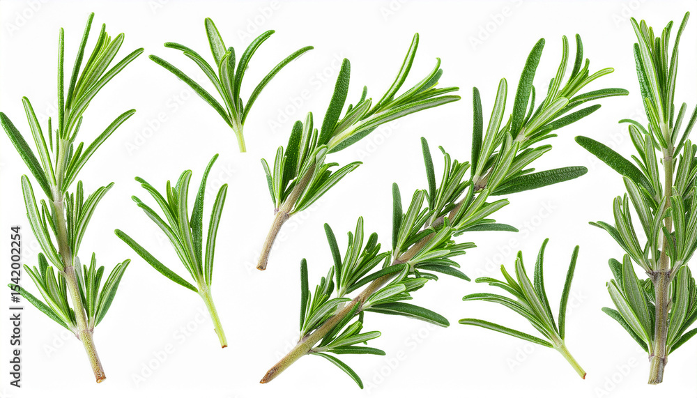 Obraz premium set of fresh rosemary leaves and twigs isolated on transparent background png cutout clipart collection of mediterranean herbs aromatic herb food ingredient spice for culinary
