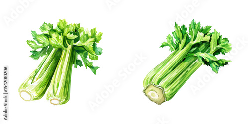 celery watercolor vector illustration