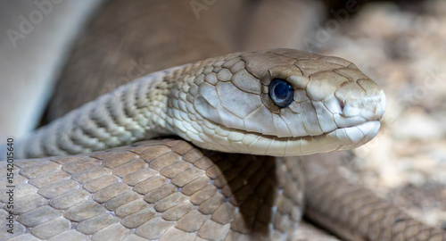 Close-up view of a Black Mamba (Dendroaspis polylepis)