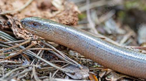 Fotografie Close-up view of a Common slow worm (Anguis fragilis)