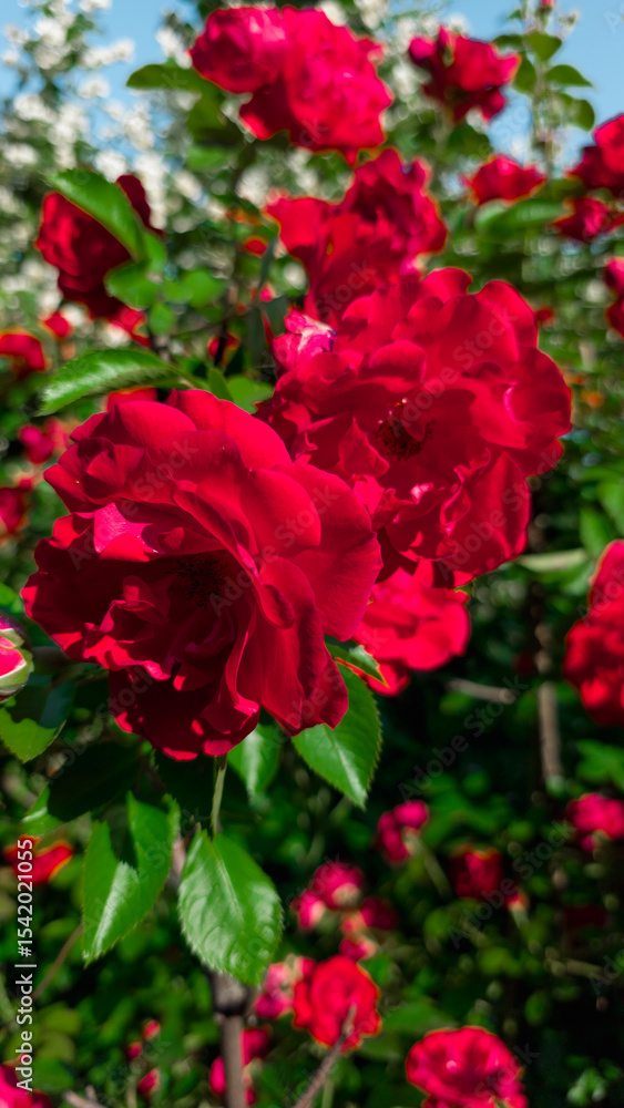Cluster of red roses in full bloom under bright daylight, surrounded by green foliage and soft floral bokeh. Vibrant garden scene with colorful depth and natural beauty. Cluster of red roses in full bloom under bright daylight, surrounded by green foliage and soft floral bokeh. Vibrant garden scene with colorful depth and natural beauty.