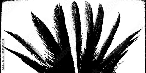 High contrast black and white feather plume abstract design