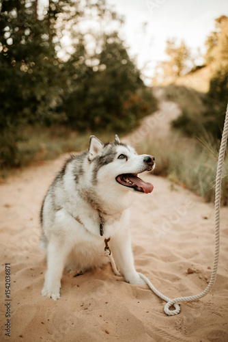 Husky smiling on the beach