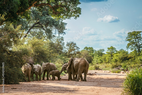 Group o African bush elephants in dry riverbed in Kruger National park, South Africa ; Specie Loxodonta africana family of Elephantidae