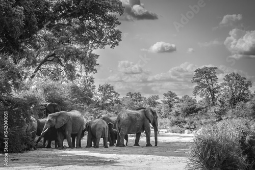 Group o African bush elephants in dry riverbed in Kruger National park, South Africa ; Specie Loxodonta africana family of Elephantidae