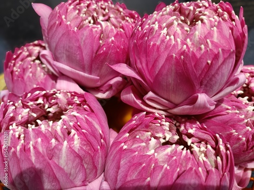 A stunning close-up of vibrant pink lotus buds with delicate white stamens. Ideal for themes of meditation, spirituality, wellness, floral design, or Asian traditional decor.