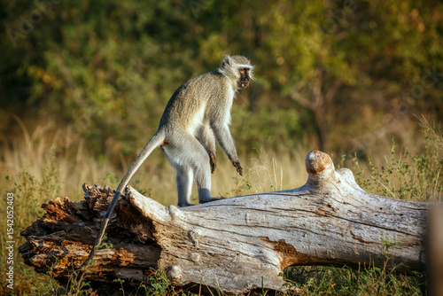 Photography Vervet monkey standing up on a log rear view in Kruger National park, South Afri