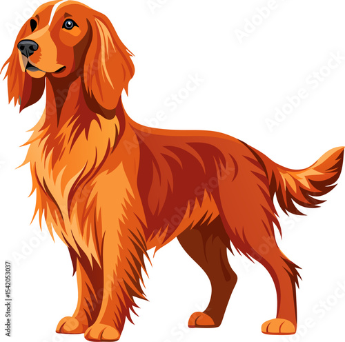 Irish Setter dog vector 