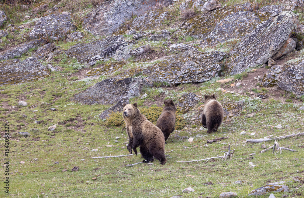 Fototapeta premium Grizzly Bear Sow and Her Cubs in Yellowstone National Park in Springtime