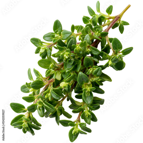 Wallpaper Mural Fresh thyme leaves Torontodigital.ca