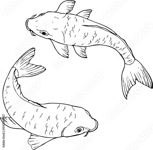 Hand drawn vector line set of Koi carp fish isolated on a white background.