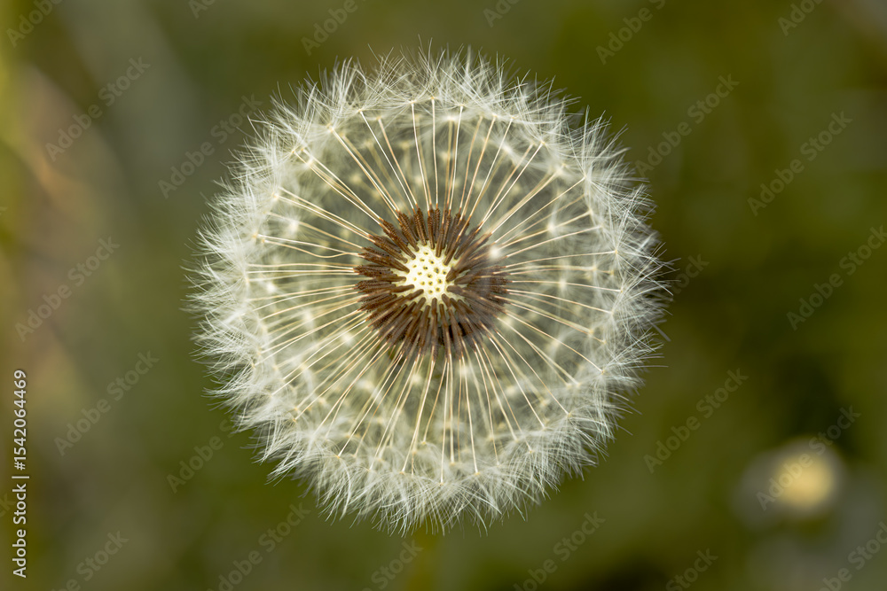 Close up of dandelion bloom with white fluffy seeds. This artistic image would be lovely for wall art. Horizontal image of a full round bloom of seeds with a blurred green background. Close up of dandelion bloom with white fluffy seeds. This artistic image would be lovely for wall art. Horizontal image of a full round bloom of seeds with a blurred green background.