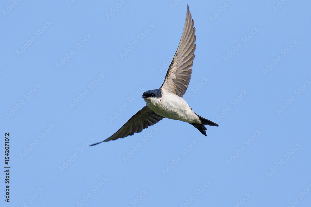 Western house martin in flight Western house martin in flight