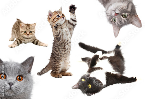 cat,domestic cat adorable cute mammal cats funny studio shot animal pet cut out white background realistic fluffy  furry diverse pose pussycat posing kitten  domestic isolated