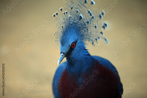 Victoria crowned pigeon - A blue pigeon with a crest which was named after Queen Victoria, it is the worlds largest Pigeon and originates from New Guinea