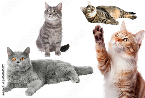 cat,domestic cat adorable cute mammal cats funny studio shot animal pet cut out white background realistic fluffy  furry diverse pose pussycat posing kitten  domestic isolated