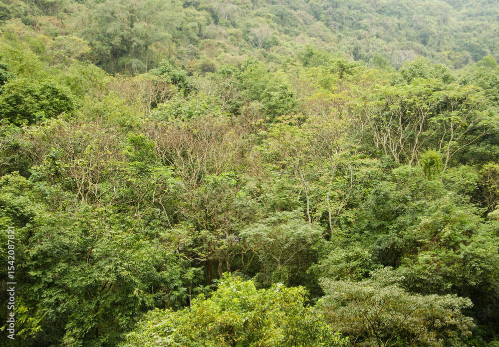 Rainforest in Cat Ba National Park. Cat Ba Island. Vietnam. Rainforest in Cat Ba National Park. Cat Ba Island. Vietnam.