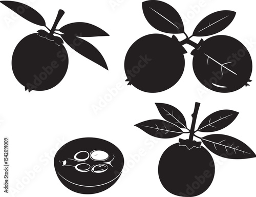 Sapodilla Fruit Silhouettes Vector Set of Four Poses – Whole, Sliced, and Seeds Visible
