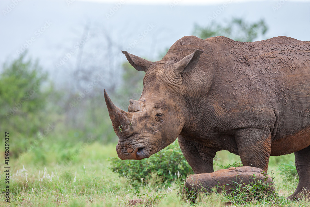Obraz premium South Africa, Kruger National Park, White Rhinoceros 