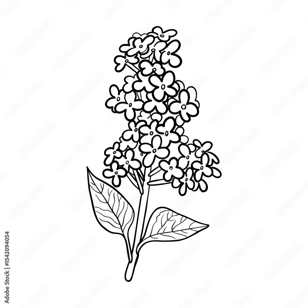 Naklejka premium Set of Realistic lilac branch with flowers and leaves on a white background. black outline. Hand drawing