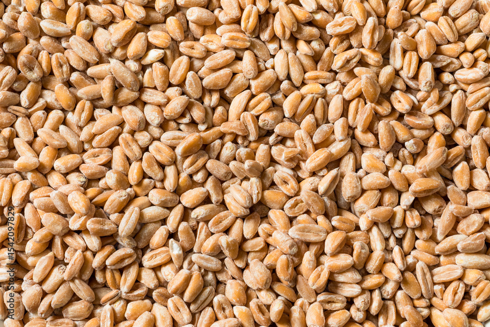Organic Raw Dry Farro Grain Organic Raw Dry Farro Grain