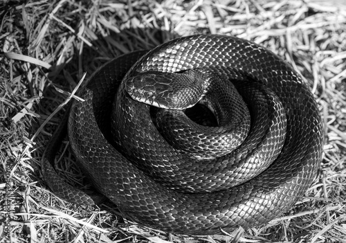 Slika na platnu Helpful Eastern Rat snake or commonly called Black rat snake is coiled up sunbathing on a farm in rural Virginia