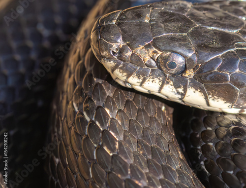 Schilderij op canvas Helpful Eastern Rat snake or commonly called Black rat snake is coiled up sunbathing on a farm in rural Virginia