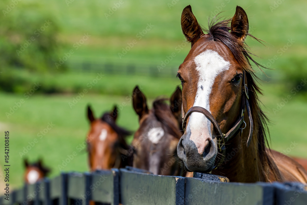 Fototapeta premium Thoroughbred Tranquility: Kentucky Pastures in the Heart of Horse Country