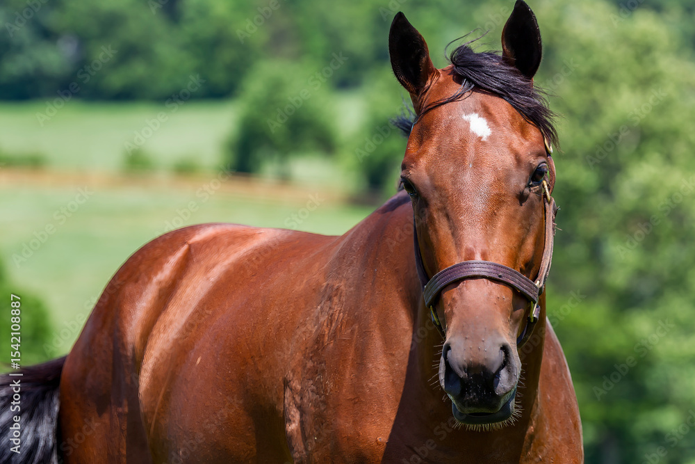 Obraz premium Grace in the Grass: A Young Thoroughbred's Peaceful Moment on a Kentucky Horse Farm