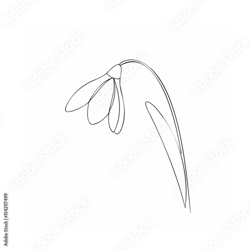 vector illustration of a snowdrop flower