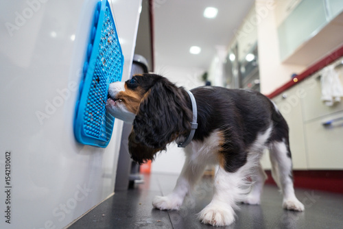 Puppy enjoying mealtime with a lick mat at home
