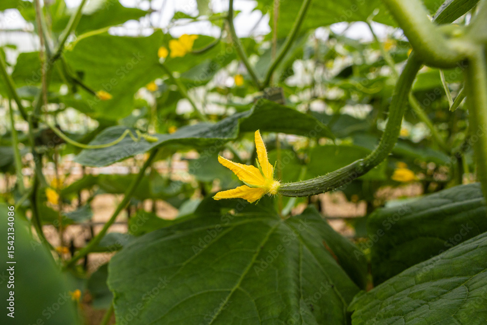Yellow cucumber flower on green vine in organic farm Yellow cucumber flower on green vine in organic farm