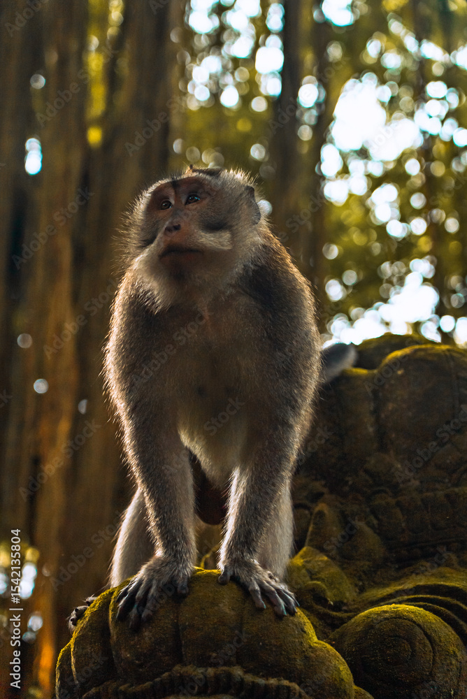 Obraz premium Curious monkey in Ubud Monkey forest, Bali