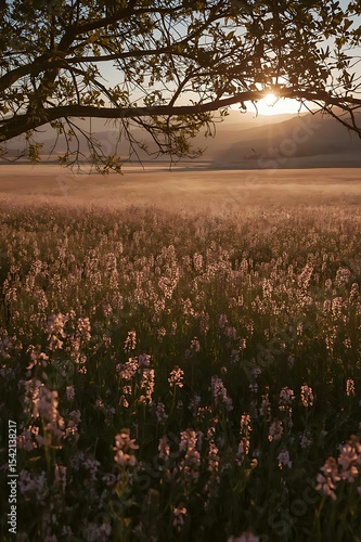 Wallpaper Mural meadow at sunset  Torontodigital.ca