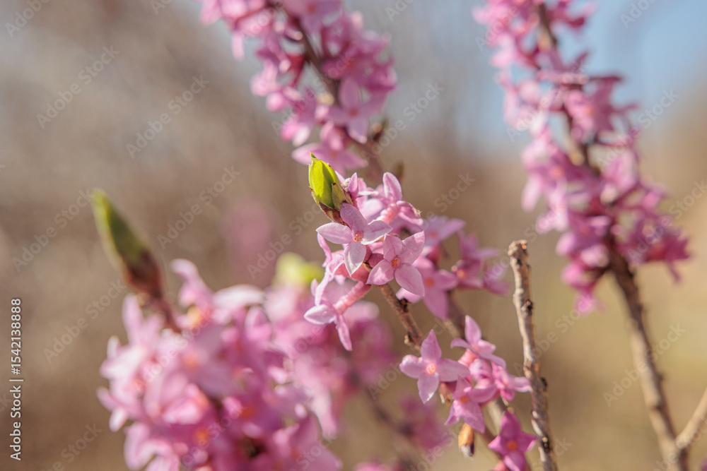 vista macro di alcuni esemplari di pianta Daphne mezereum dai fiori color rosa, di giorno, in un ambiente naturale, in primavera vista macro di alcuni esemplari di pianta Daphne mezereum dai fiori color rosa, di giorno, in un ambiente naturale, in primavera