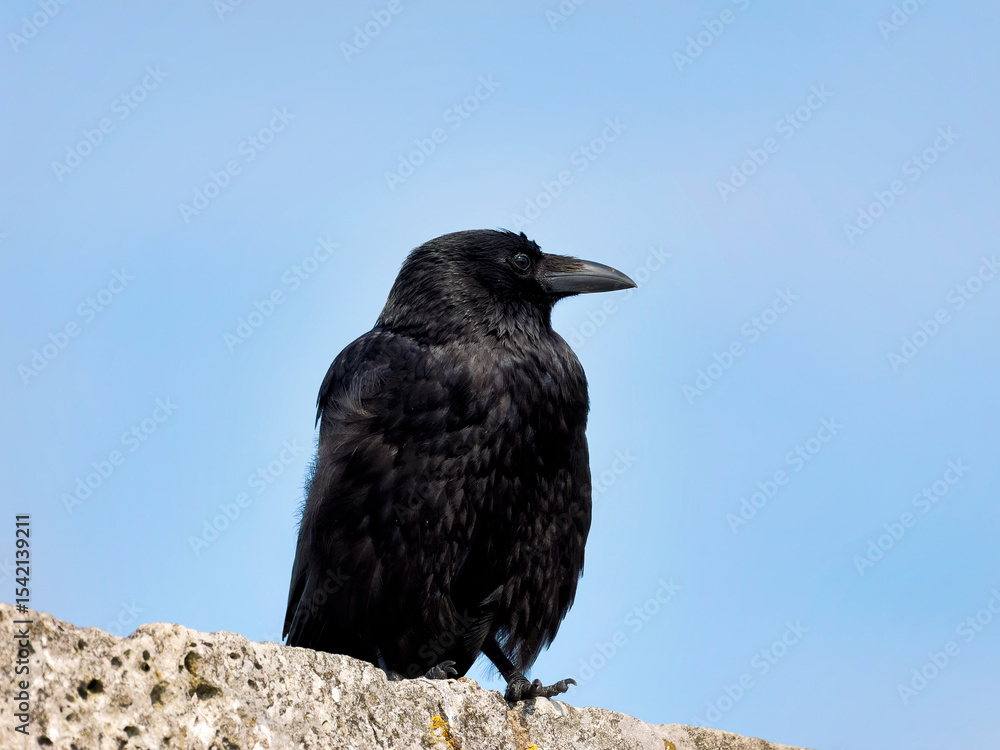 Fototapeta premium Carrion Crow - Corvus corone