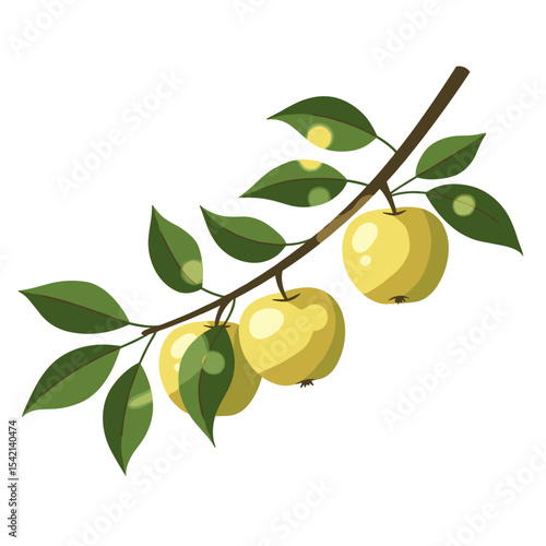 Branch with three yellow apples and green leaves on a white background with copy space