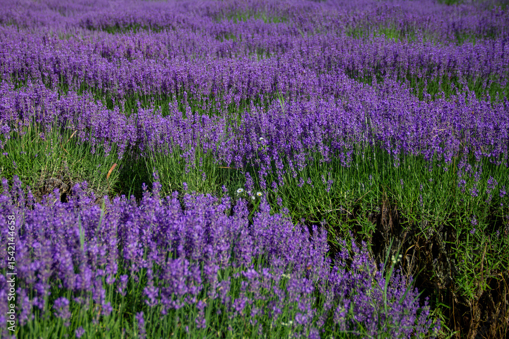 Naklejka premium lavender season