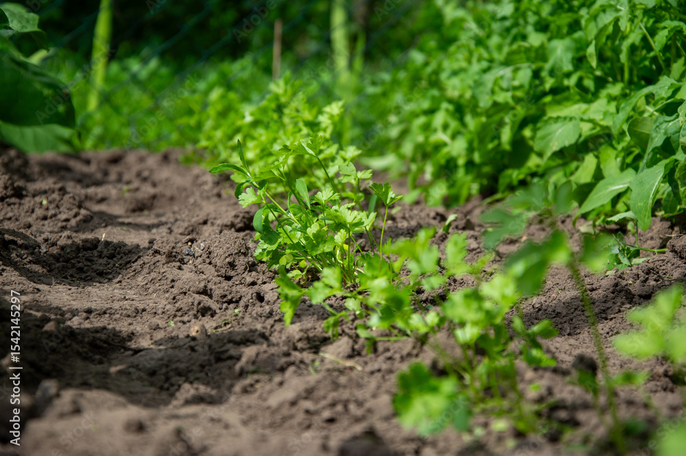 Parsley plants grow healthily in rich soil under sunlight, bordered by vibrant green foliage in a garden setting Parsley plants grow healthily in rich soil under sunlight, bordered by vibrant green foliage in a garden setting
