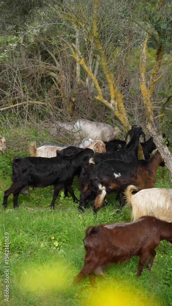 A mixed herd of goats and sheep grazes peacefully under a tree on a ...