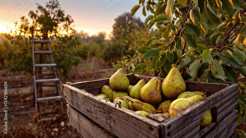Golden pears rest in a wooden crate amid a scenic orchard landscape, with soft evening light and a ladder leaning nearby.
