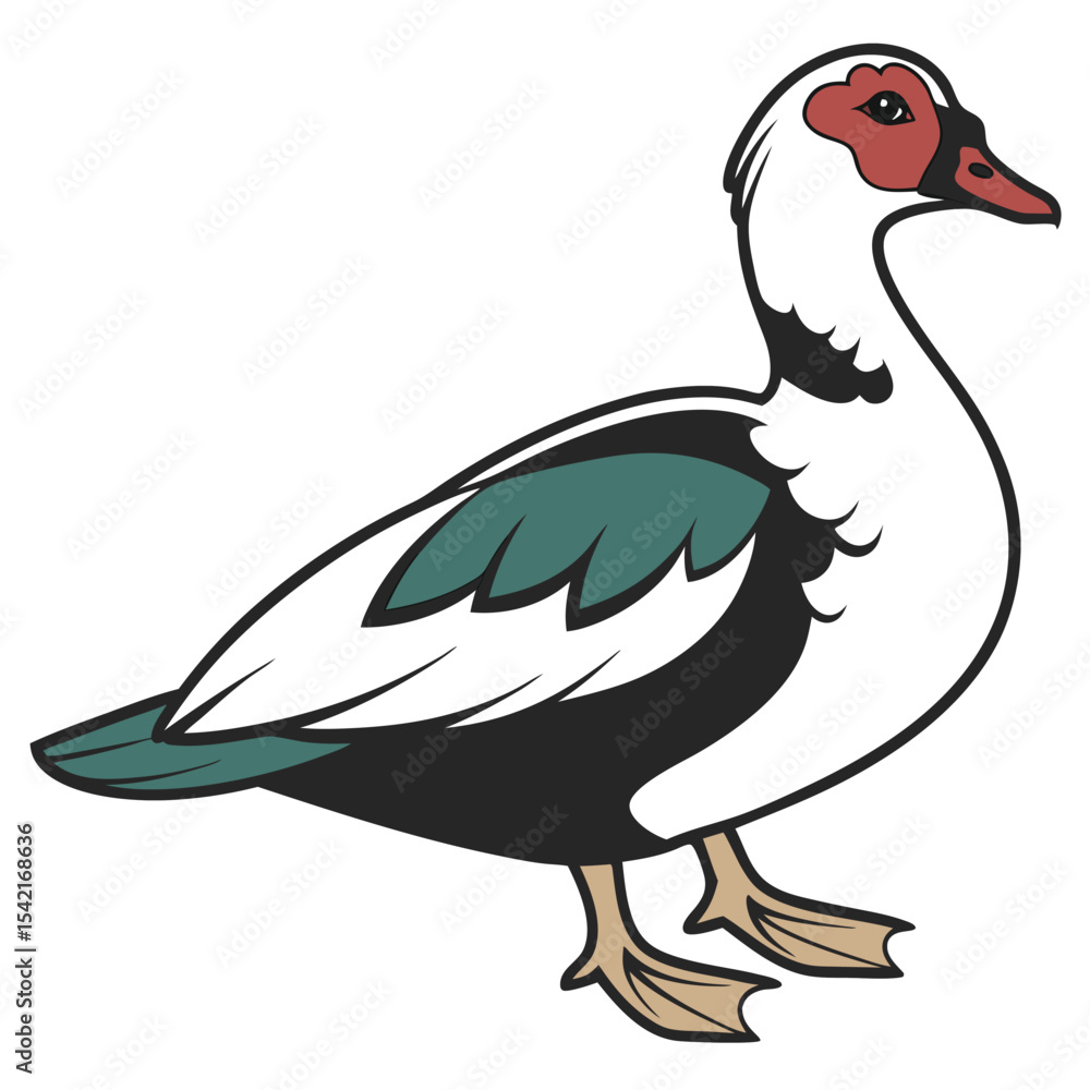 Fototapeta premium A muscovy duck with white plumage and red face stands on a white background