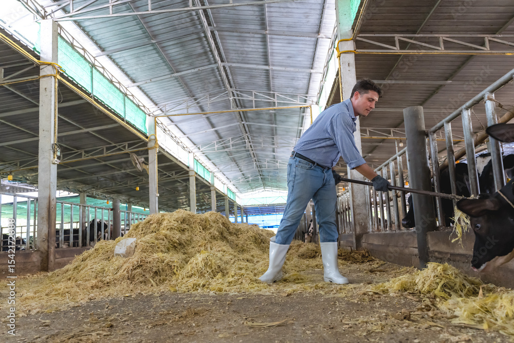 Handsome Caucasian cowboy feeding hay to cows in cowshed working in bio cattle farming Handsome Caucasian cowboy feeding hay to cows in cowshed working in bio cattle farming