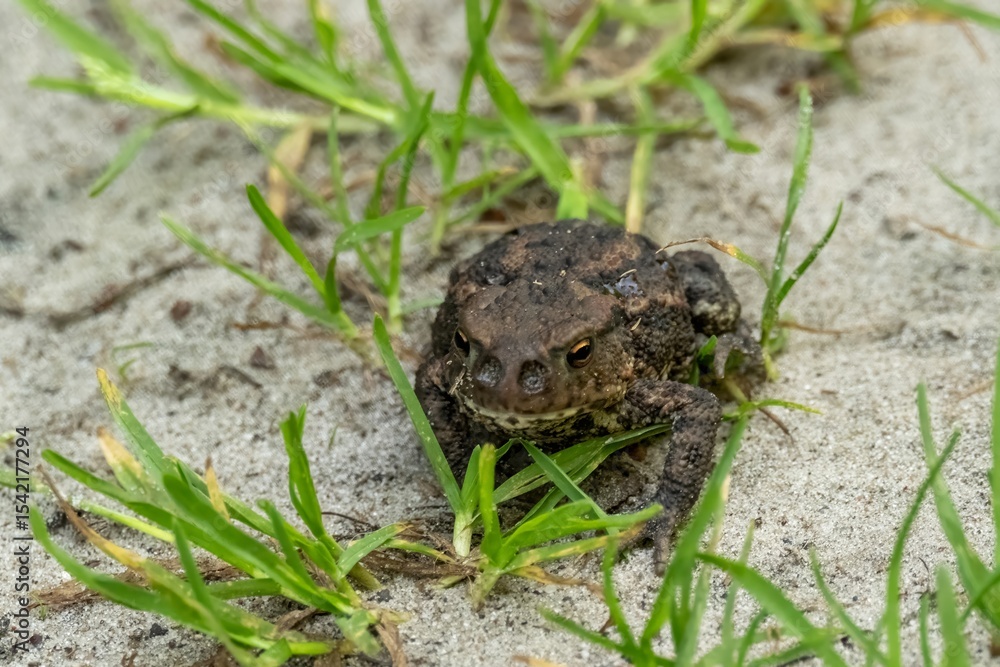 Common toad resting on sand between blades of grass Common toad resting on sand between blades of grass