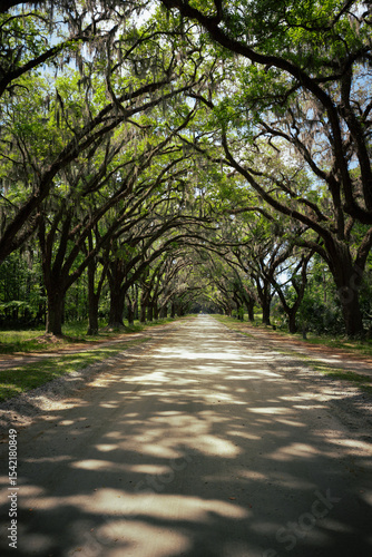 Savannah and its massive trees covering the road