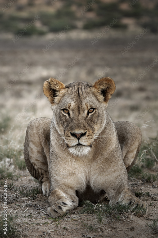 The beauty a desert lioness The beauty a desert lioness