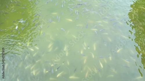 a group of yellow tilapia and koi fish in a large and spacious pond in a tourist park, the water is a bit dirty because there are lots of fish in it and because of exposure to the sun