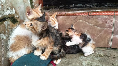poor kittens they got caught in the rain because they didn't have time to take shelter but finally they were able to take shelter, their bodies were soaked and they were very cold